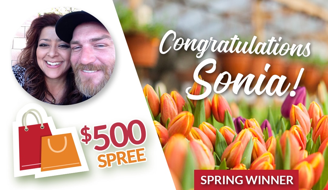 spring winner spring winner